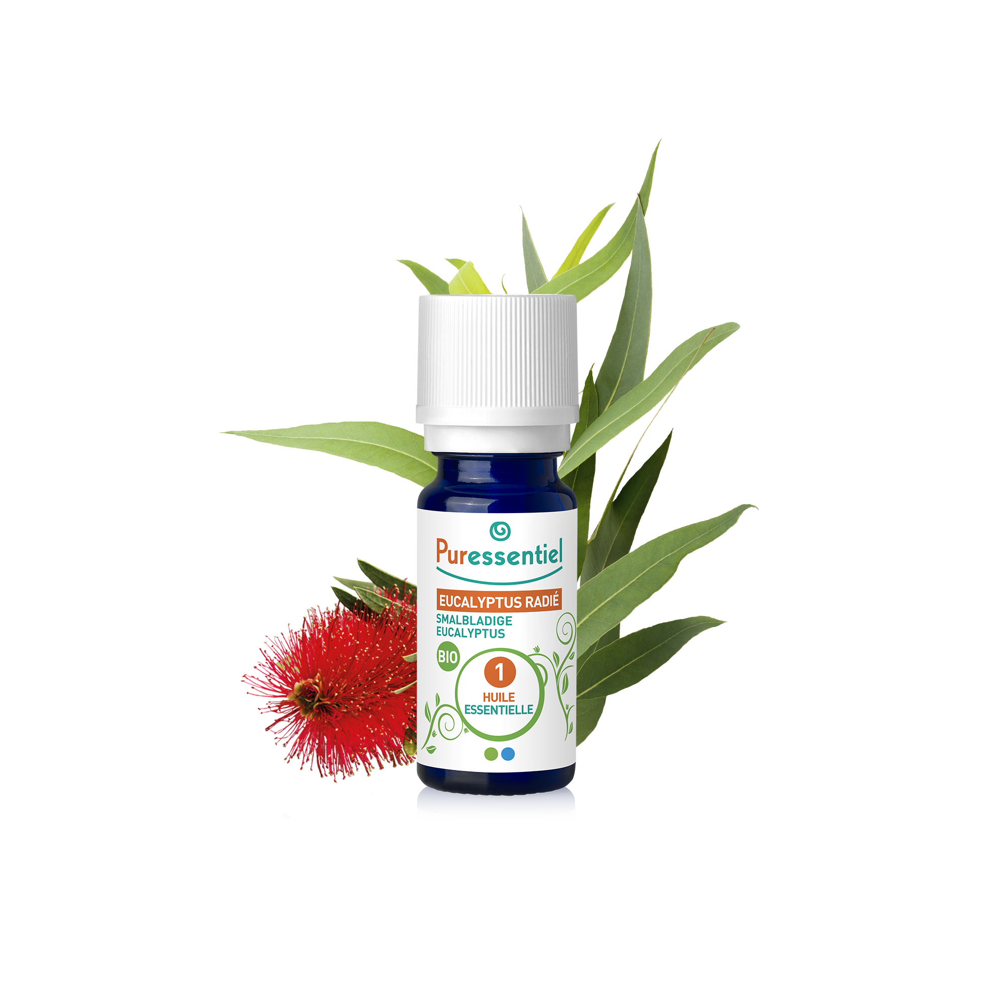 Huile Essentielle Eucalyptus Radié BIO