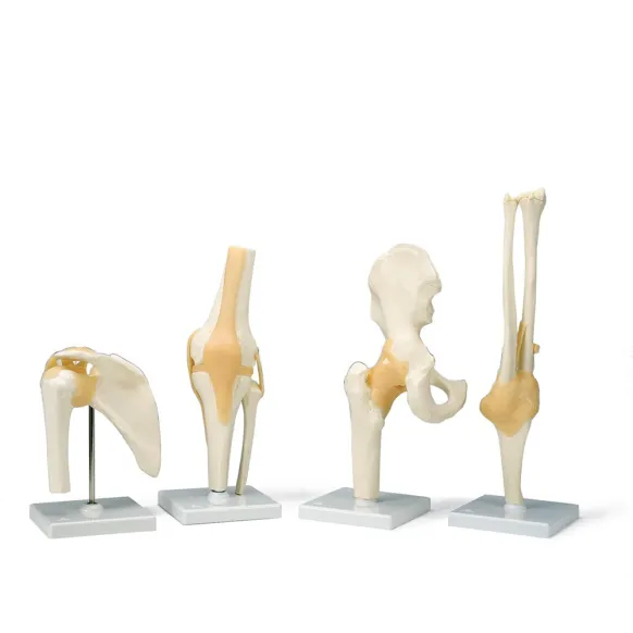 ARTICULATIONS