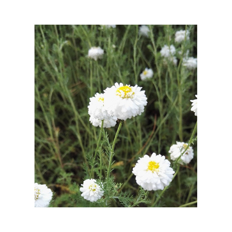 CAMOMILLE ROMAINE CALMELIA