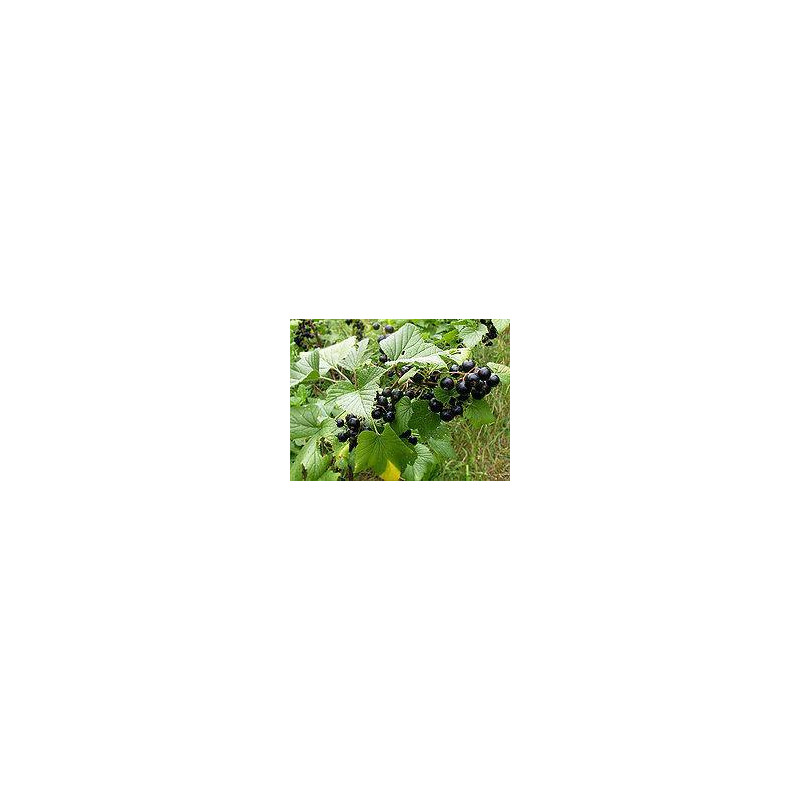 CASSIS FEUILLE IPHYM