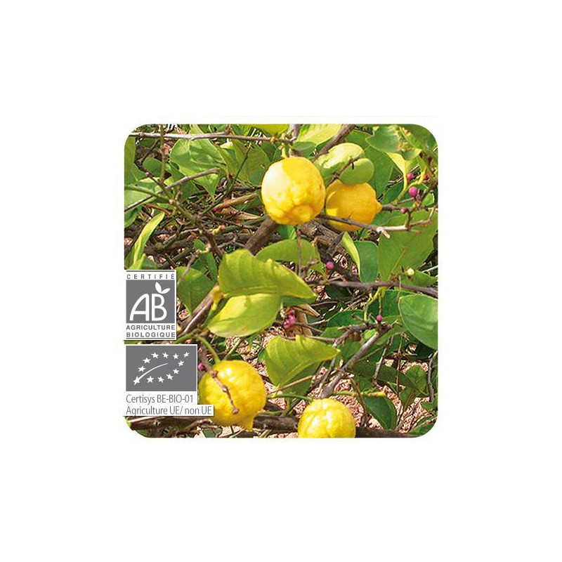 CITRON BIO Huile Essentielle