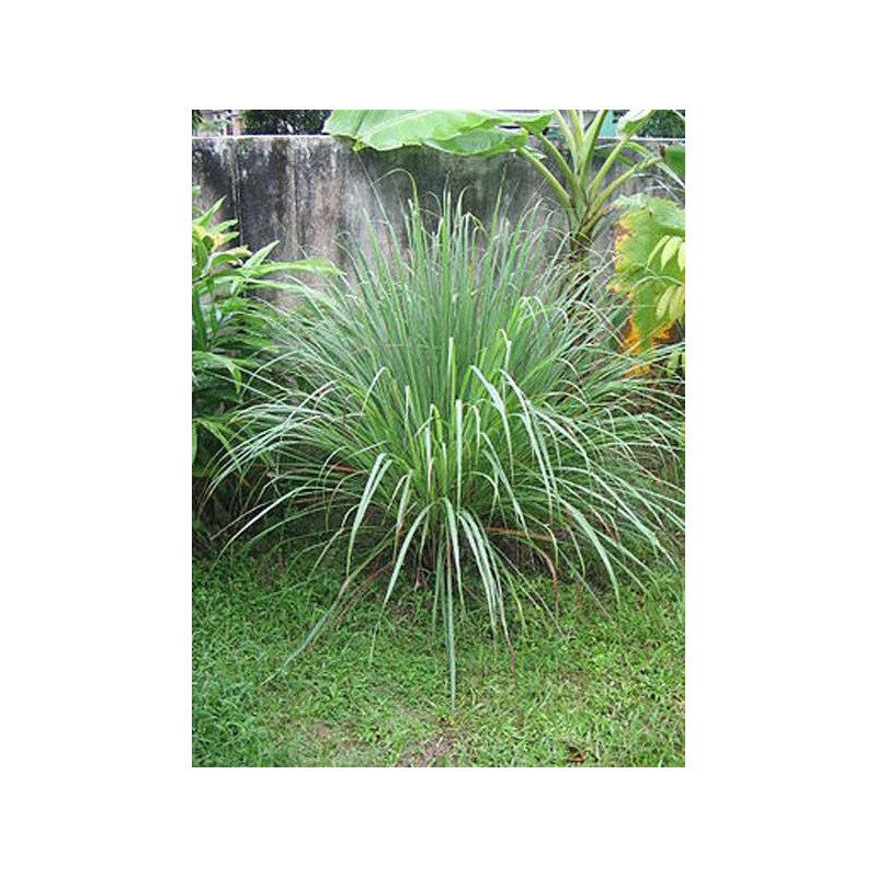 CITRONNELLE de JAVA BIO Huile Essentielle
