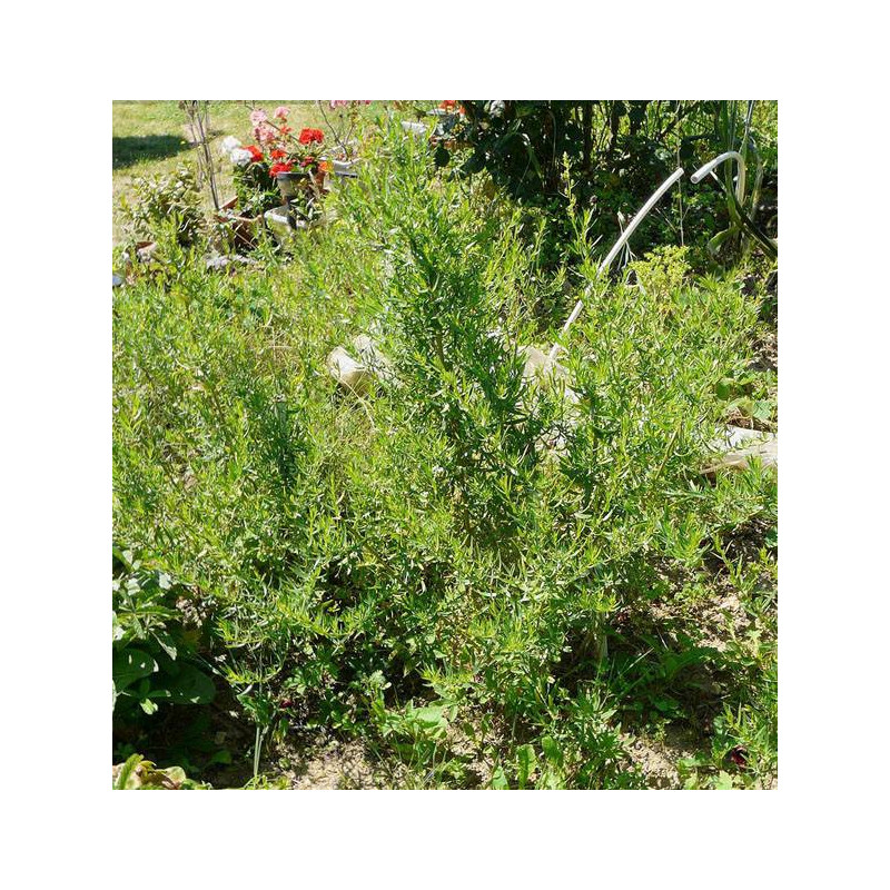 ESTRAGON Huile Essentielle