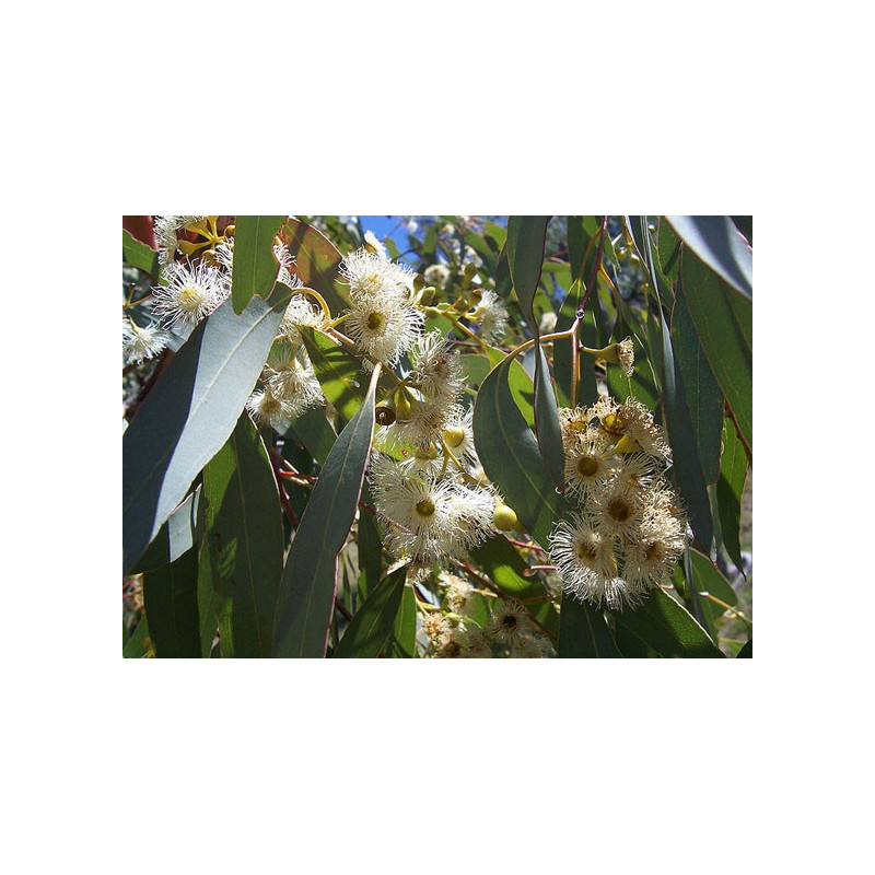 EUCALYPTUS CALMELIA