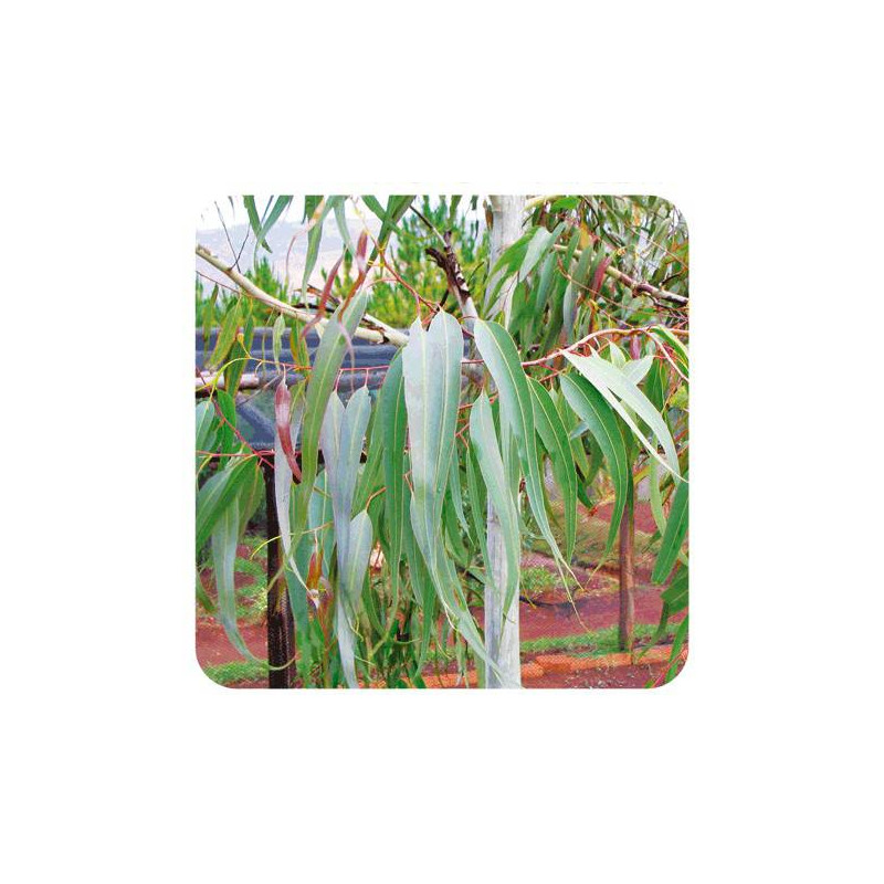 EUCALYPTUS CITRONNE Huile Essentielle BIO