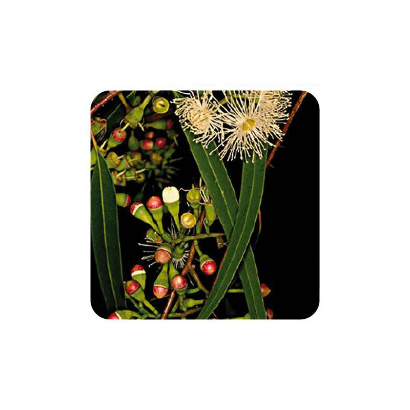 EUCALYPTUS RADIÉ BIO Huile essentielle Pranarom 10 ml