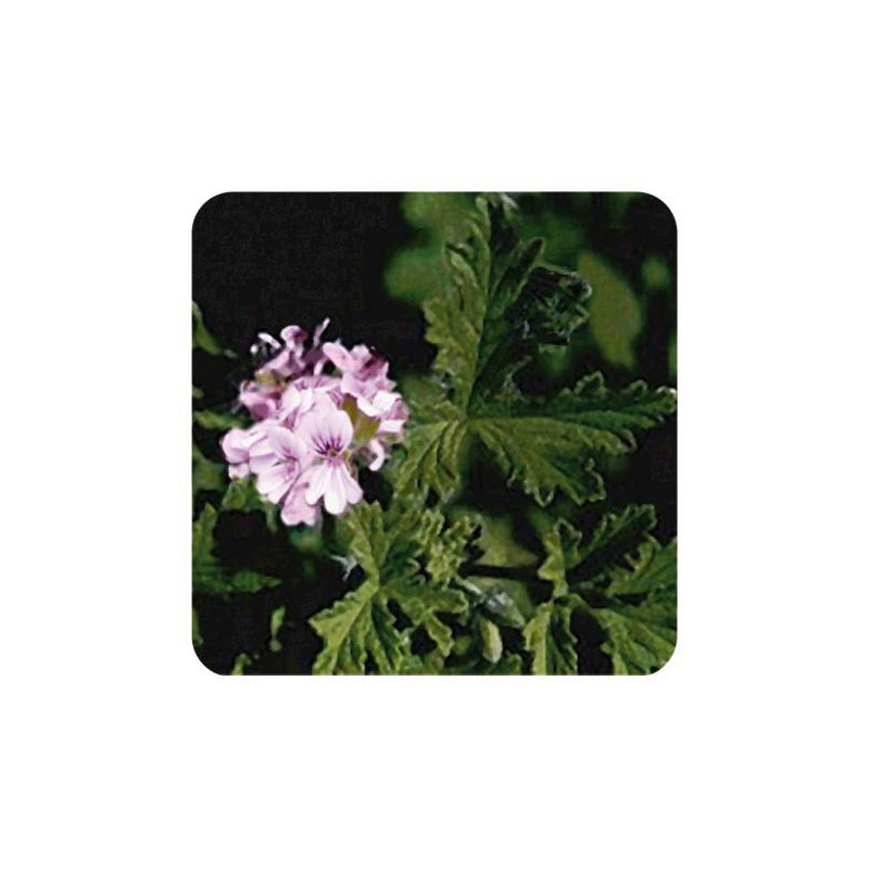 GERANIUM EGYPTE Huile Essentielle