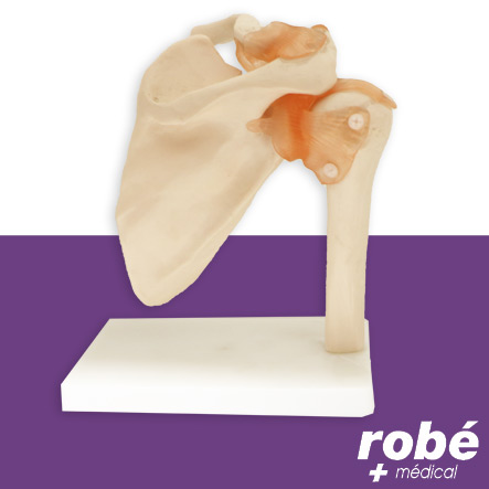Modèle anatomique d'épaule avec ligaments