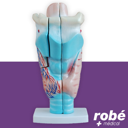 Modèle anatomique de larynx