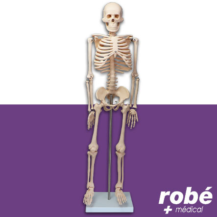 Squelette anatomique humain avec socle - 85cm