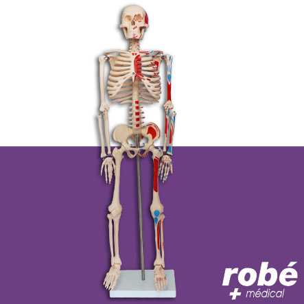Squelette anatomique humain avec muscles peints - sur socle - 85cm