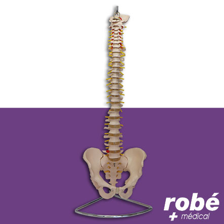 Colonne vertébrale flexible avec bassin - Taille réelle
