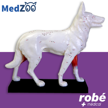 Modèle anatomique de chien sur socle - Medzoo - Points d'acupuncture et coupe anatomique