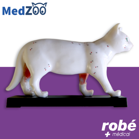 Modèle anatomique de chat sur socle - Medzoo - Points d'acupuncture et coupe interne