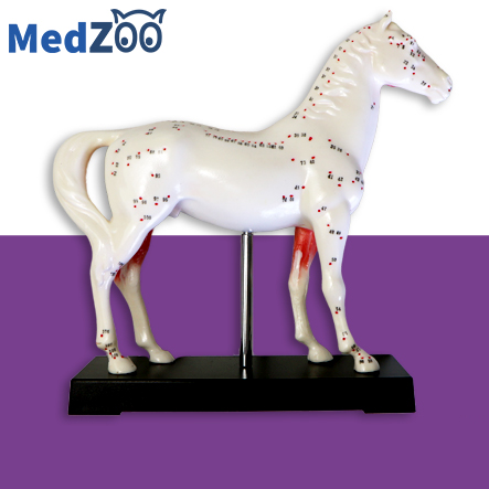 Modèle anatomique de cheval sur socle - Medzoo - Points d'acupuncture et coupe anatomique