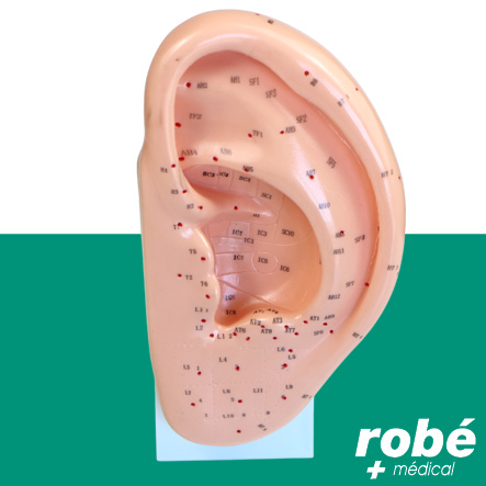 Modèle d'oreille avec points acupuncture - 22cm