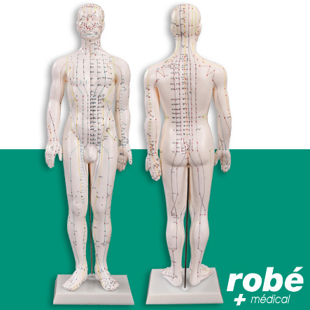Modèle d'acupuncture corps masculin - 50 cm