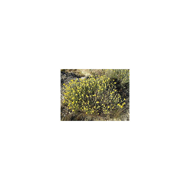 IMMORTELLE ou HELICHRYSE Huile Essentielle Pranarom Flacon 5 ml