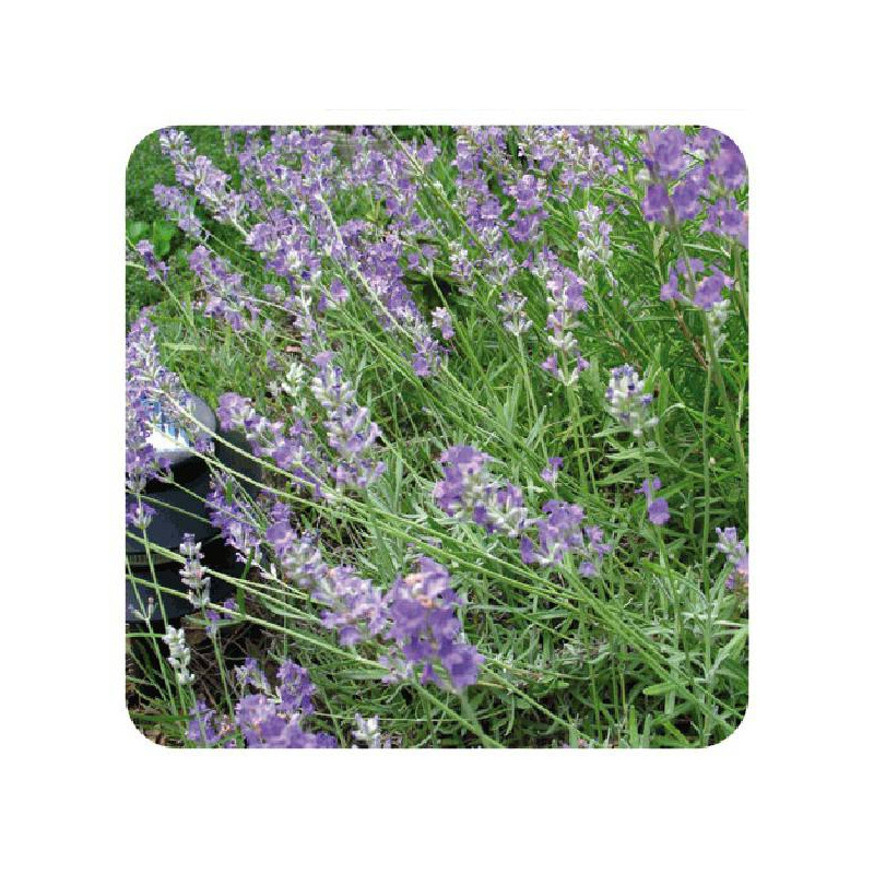 LAVANDE FLEUR ENTIERE IPHYM