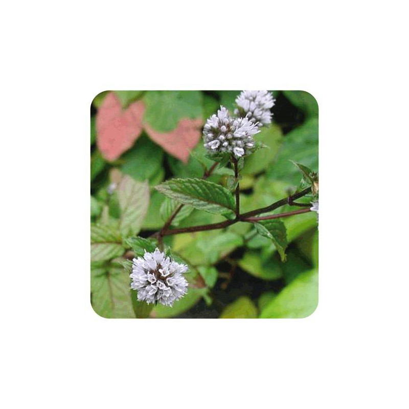 MENTHE POIVREE Huile Essentielle BIO