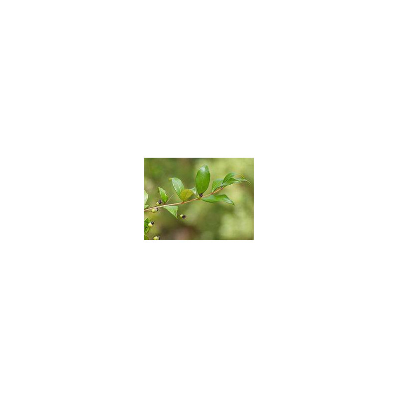 MYRTE BIO Huile Essentielle