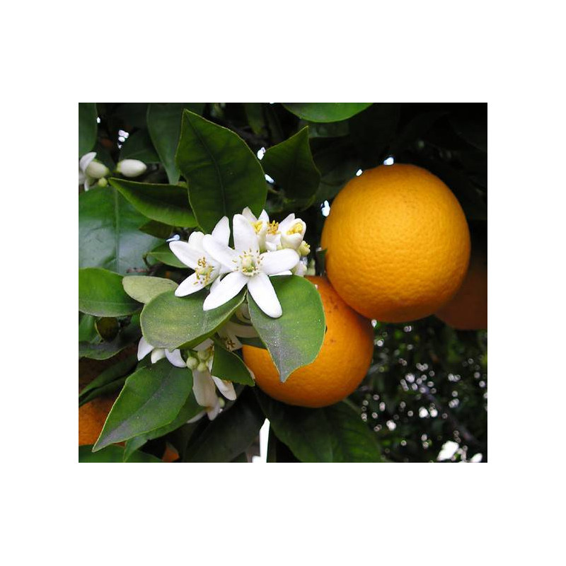 ORANGE DOUCE BIO Huile Essentielle