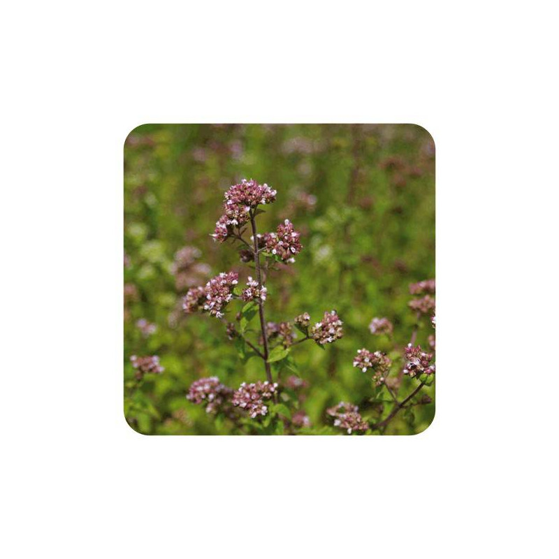 ORIGAN BIO Huile Essentielle