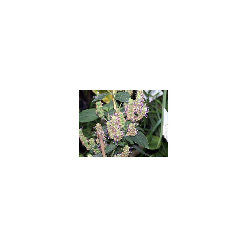 PATCHOULI Huile Essentielle