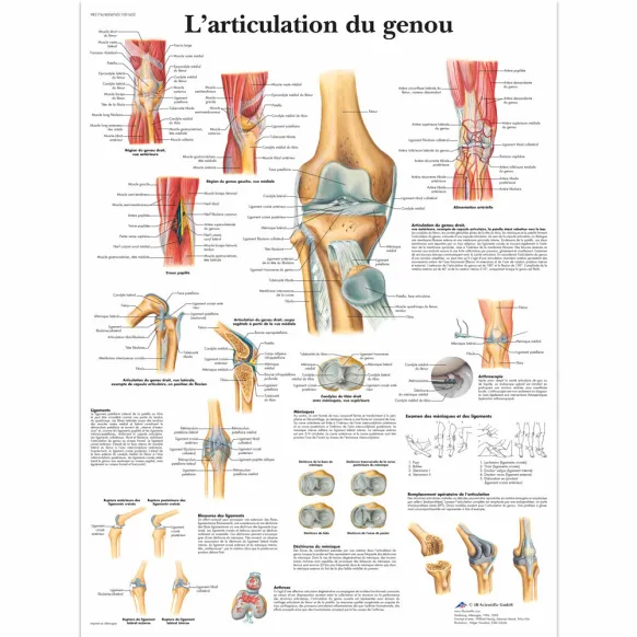 PLANCHES ANATOMIQUES ARTICULATION DU GENOU