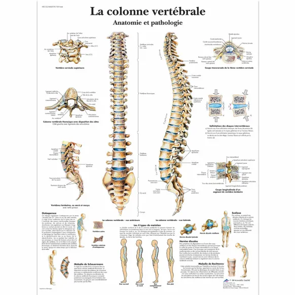 PLANCHES ANATOMIQUES COLONNE VERTÉBRALE
