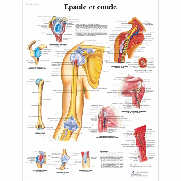 PLANCHES ANATOMIQUES EPAULE ET COUDE