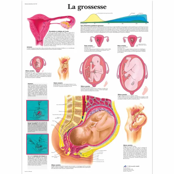PLANCHES ANATOMIQUES GROSSESSE