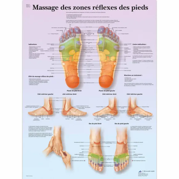 PLANCHES ANATOMIQUES MASSAGE DES ZONES REFLEXES DES PIEDS
