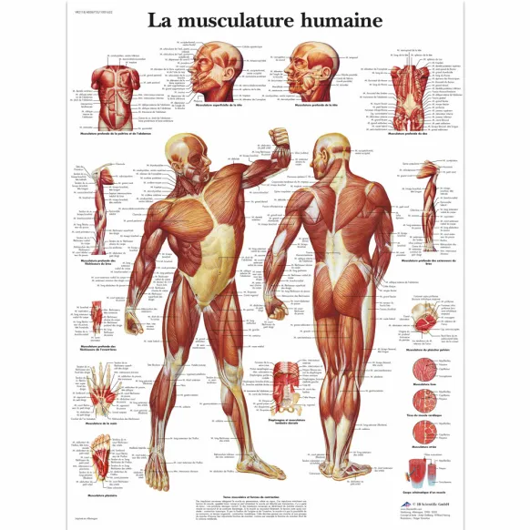PLANCHES ANATOMIQUES MUSCULATURES