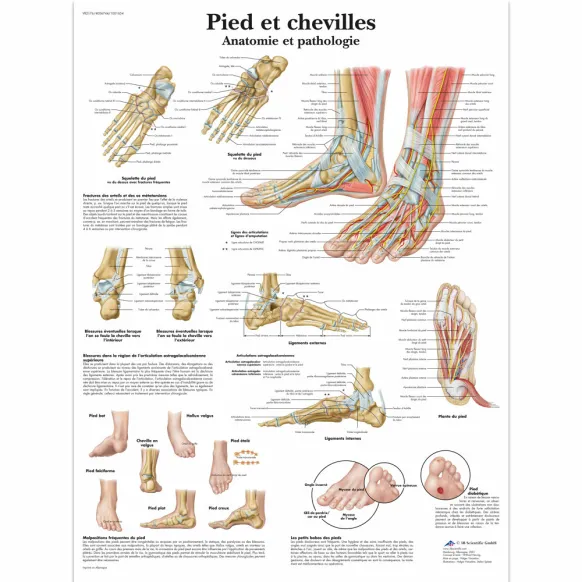 PLANCHES ANATOMIQUES PIED ET CHEVILLE