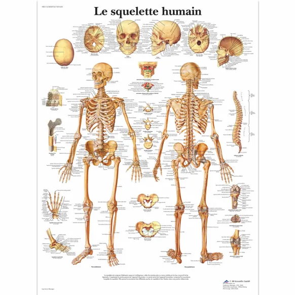 PLANCHES ANATOMIQUES SQUELETTE HUMAIN