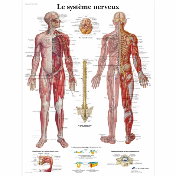 PLANCHES ANATOMIQUES SYSTÈME NERVEUX