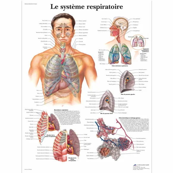 PLANCHES ANATOMIQUES SYSTÈME RESPIRATOIRE
