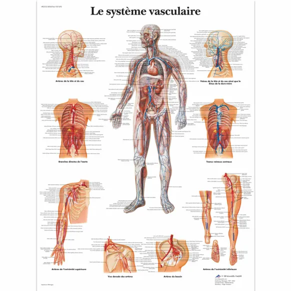 PLANCHES ANATOMIQUES SYSTÈME VASCULAIRE