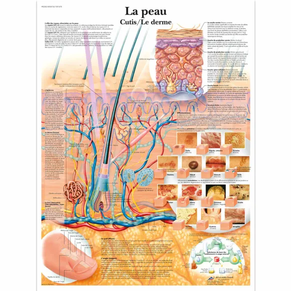 PLANCHES MURALES : LA PEAU