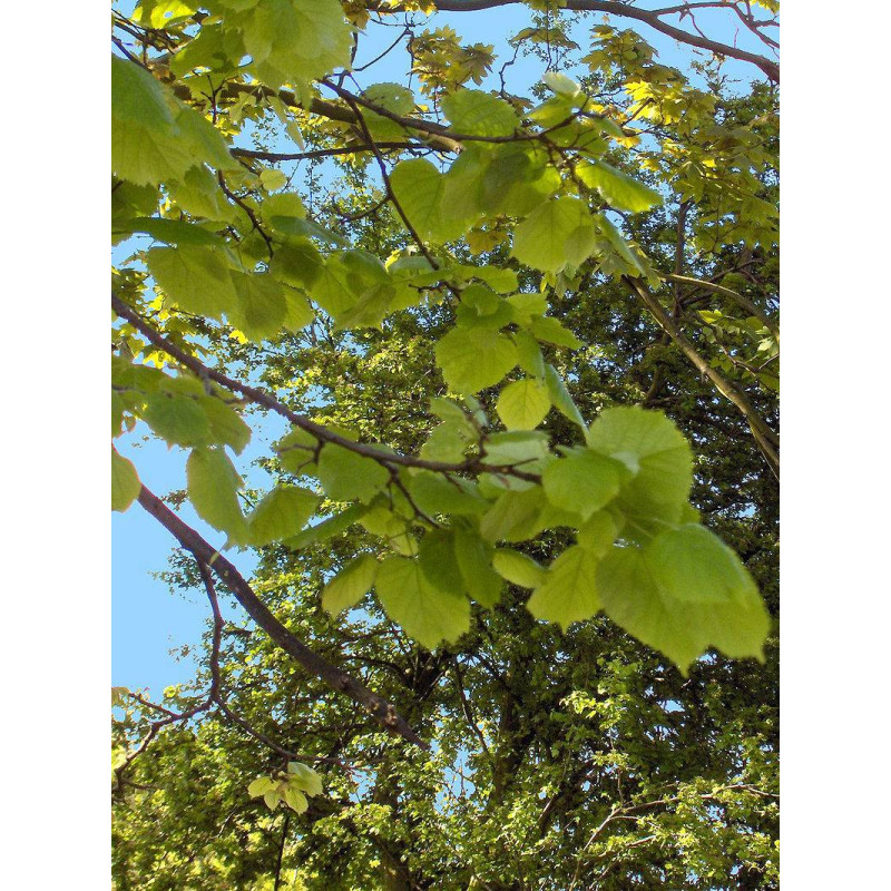 TILLEUL AUBIER IPHYM